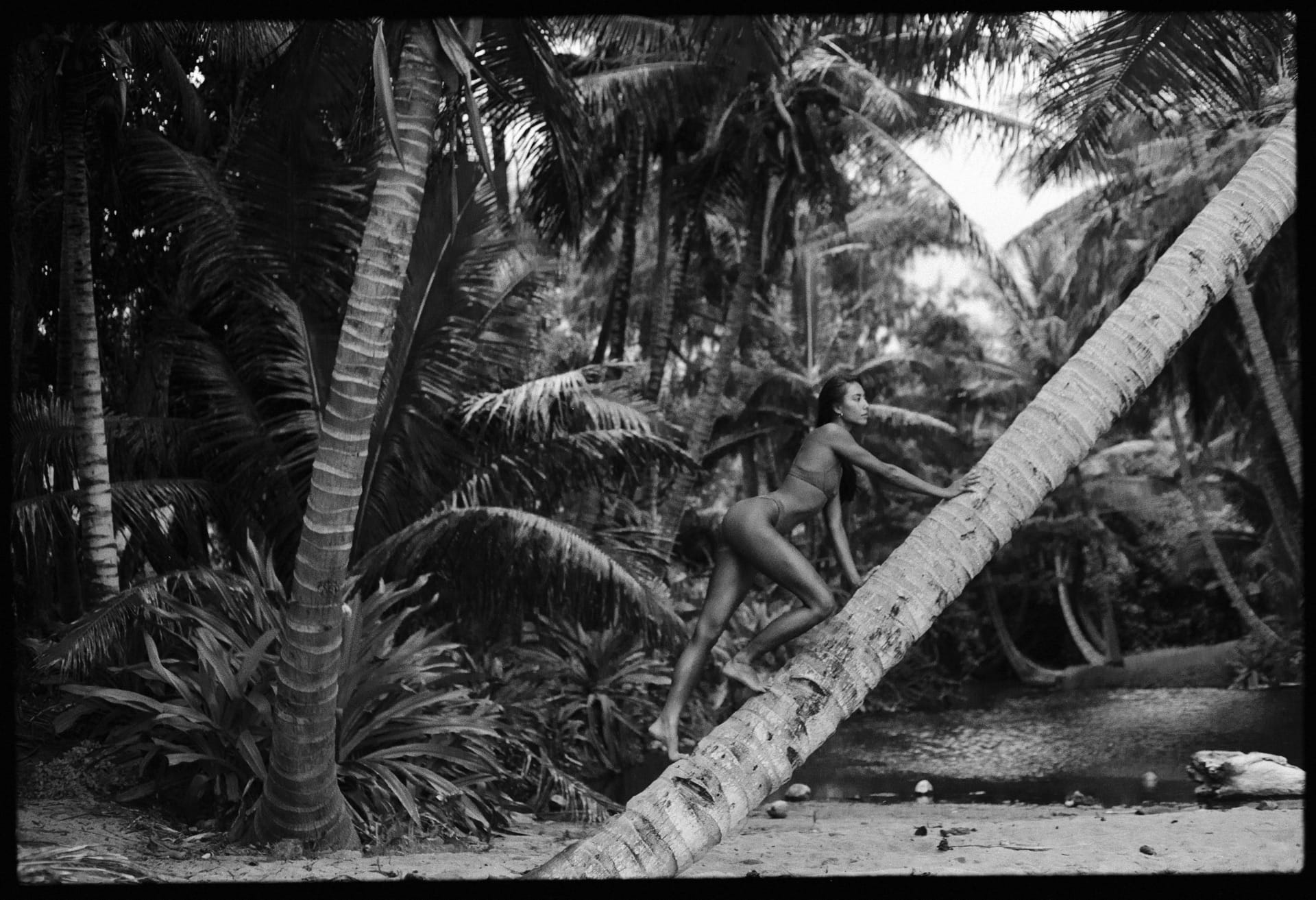 Girl climbing a palm tree in a bikini